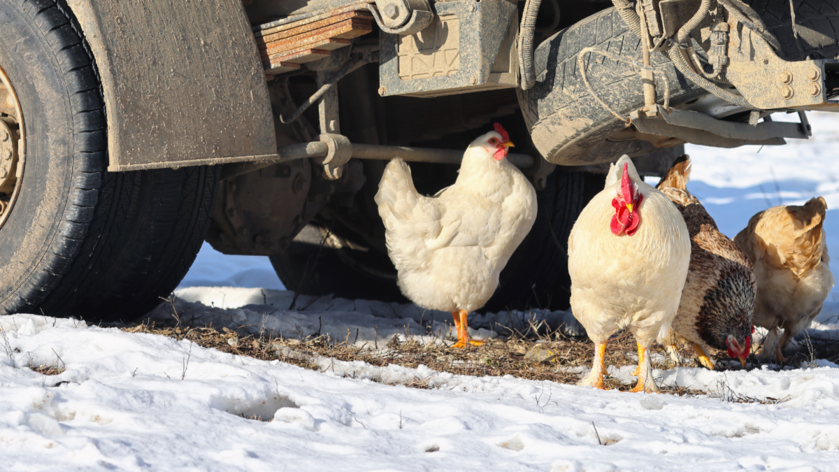 Poultry